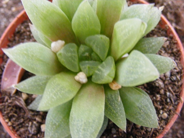 haworthia  reculata . v . hurlingsii