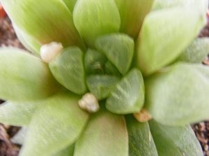 haworthia  reculata . v . hurlingsii.                            