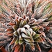 haworthia  reinwardtii  . v . kaffiriftensis