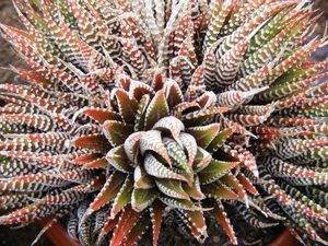 haworthia  reinwardtii  . v . kaffiriftensis