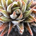 haworthia  reinwardtii  . v . kaffiriftensis.                    