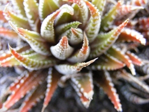 haworthia  reinwardtii  . v . kaffiriftensis.                    