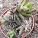 haworthia  resendiana