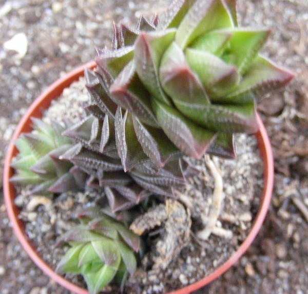 haworthia  resendiana