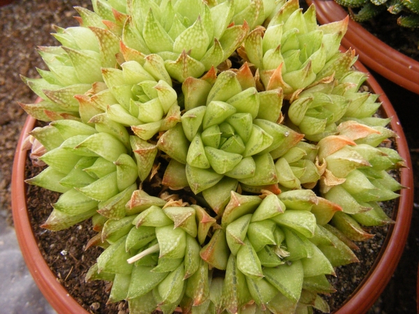 haworthia  retuculata