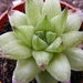 haworthia  retuculata  ( worcester )