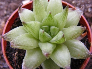 haworthia  retuculata  ( worcester )