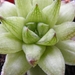 haworthia  retuculata  ( worcester ).                            