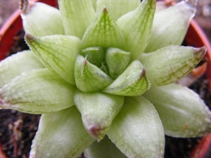 haworthia  retuculata  ( worcester ).                            