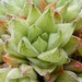 haworthia  retuculata.                                           