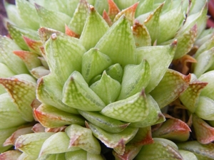 haworthia  retuculata.                                           