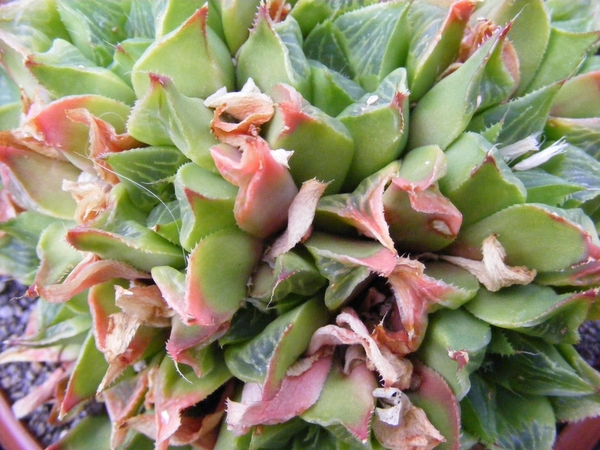 haworthia  retusa