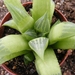 haworthia  retusa  . v . longibracteata