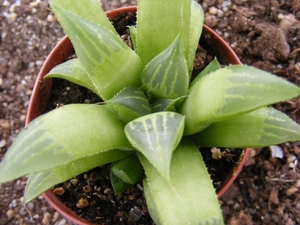 haworthia  retusa  . v . longibracteata