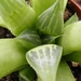 haworthia  retusa  . v . longibracteata.                         