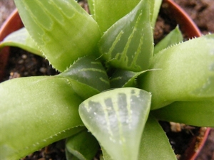 haworthia  retusa  . v . longibracteata.                         