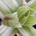 haworthia  retusa  cv gray gloze