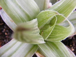 haworthia  retusa  cv gray gloze