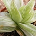 haworthia  retusa  cv gray gloze.                                