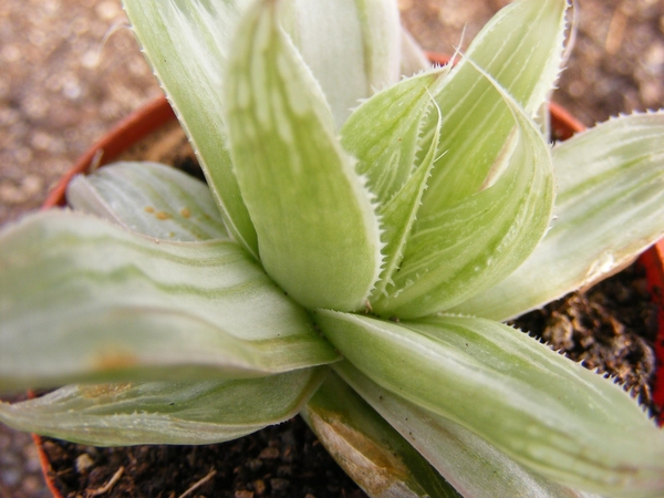 haworthia  retusa  cv gray gloze.                                