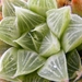 haworthia  retusa  varigata.                                     