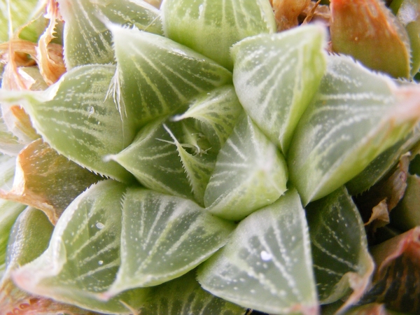 haworthia  retusa  varigata.                                     