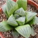 haworthia  retusa . v . otzenii