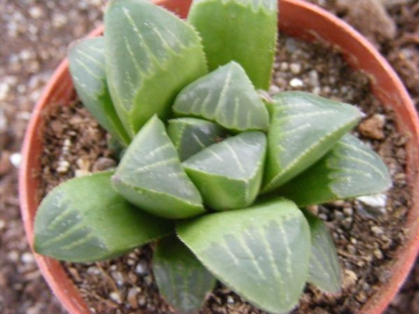 haworthia  retusa . v . otzenii