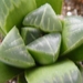 haworthia  retusa . v . otzenii.                                 