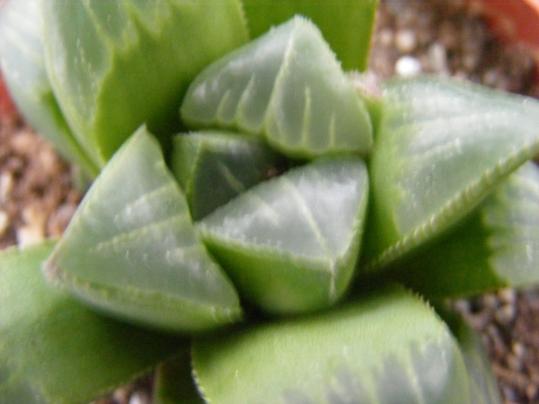 haworthia  retusa . v . otzenii.                                 