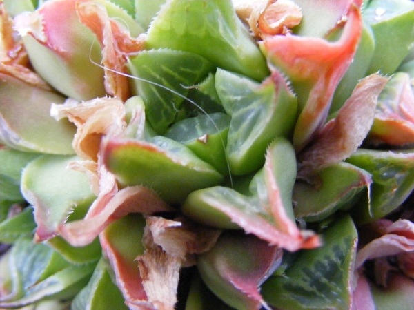 haworthia  retusa.                                               