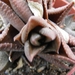 haworthia  sampaiana