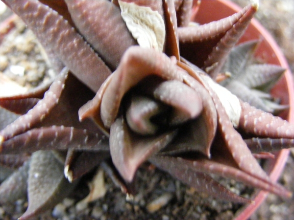 haworthia  sampaiana