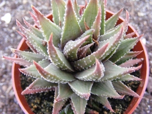 haworthia  sp - kinjo