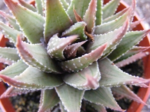 haworthia  sp - kinjo.                                          2