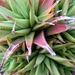 haworthia  sp - krausiana