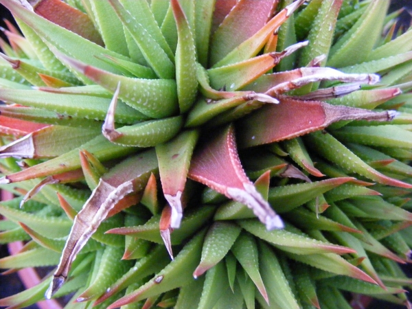 haworthia  sp - krausiana