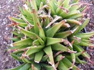 haworthia  sp - krausii