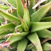 haworthia  sp - krausii.                                         