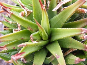 haworthia  sp - krausii.                                         