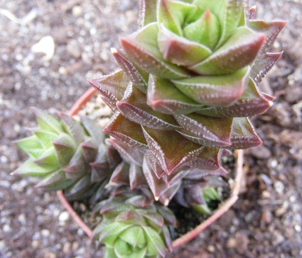 haworthia  tessallata . v . cosseaseaeta