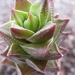 haworthia  tessallata . v . cosseaseaeta.                        