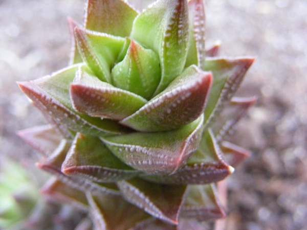 haworthia  tessallata . v . cosseaseaeta.                        