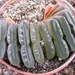 haworthia  truncata