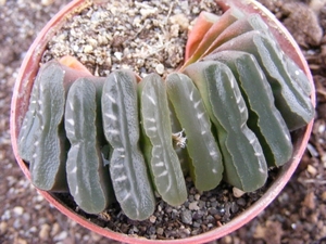 haworthia  truncata