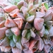 haworthia  turgida