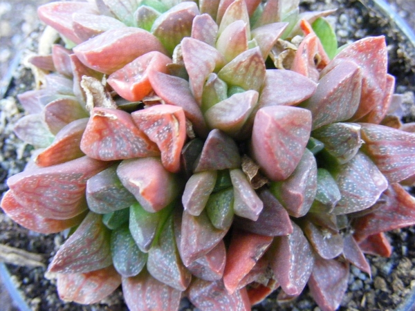 haworthia  turgida