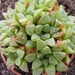 haworthia  turgida . v . pallidifolia