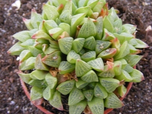 haworthia  turgida . v . pallidifolia
