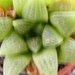 haworthia  turgida . v . pallidifolia.                           